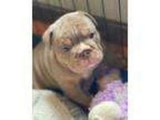 Bulldog Puppy for sale in Pownal, VT, USA