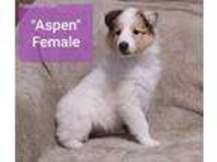 Collie Puppy for sale in Eagle Creek, OR, USA