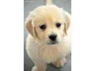 Mutt Puppy for sale in El Paso, IL, USA