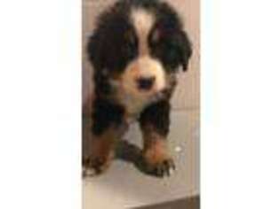 Bernese Mountain Dog Puppy for sale in Novi, MI, USA