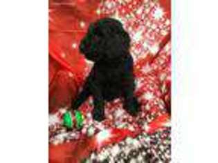Goldendoodle Puppy for sale in Randleman, NC, USA