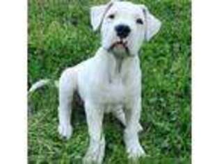 Dogo Argentino Puppy for sale in Franklinton, NC, USA