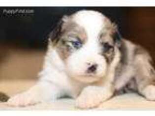 Miniature Australian Shepherd Puppy for sale in Powhatan, VA, USA