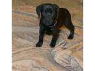 Cane Corso Puppy for sale in Wilmington, DE, USA