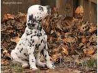 Dalmatian Puppy for sale in Enid, OK, USA