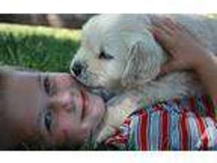 Golden Retriever Puppy for sale in MISSOULA, MT, USA