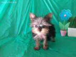 Yorkshire Terrier Puppy for sale in Purdy, MO, USA