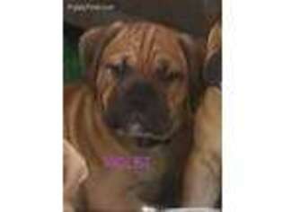Olde English Bulldogge Puppy for sale in Flat Rock, MI, USA