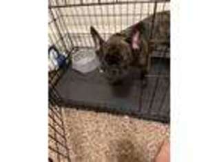 French Bulldog Puppy for sale in New Brighton, PA, USA