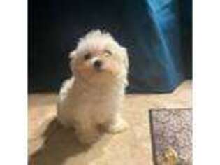 Maltese Puppy for sale in Thibodaux, LA, USA