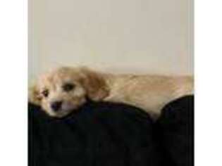 Cavachon Puppy for sale in Dallas, TX, USA