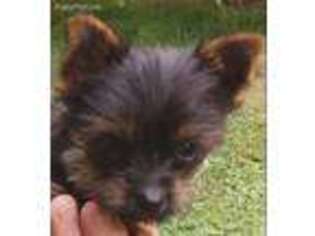 Yorkshire Terrier Puppy for sale in Clyde, NC, USA