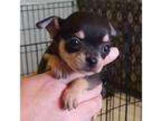 Chihuahua Puppy for sale in Lorain, OH, USA
