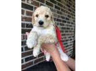 Mutt Puppy for sale in Ville Platte, LA, USA