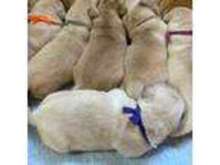 Golden Retriever Puppy for sale in Upland, IN, USA