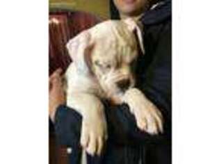 American Bulldog Puppy for sale in Tacoma, WA, USA