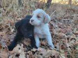 Labradoodle Puppy for sale in Colorado Springs, CO, USA