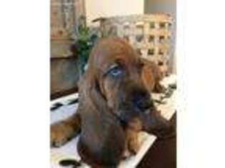 Basset Hound Puppy for sale in Jasper, GA, USA