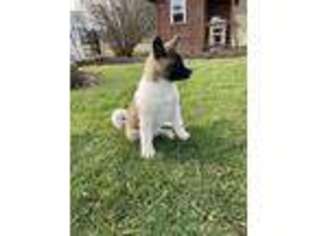 Akita Puppy for sale in Dundee, OH, USA