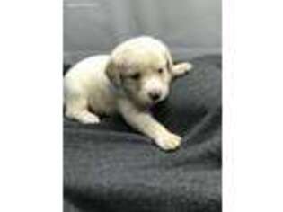 Labradoodle Puppy for sale in Wichita, KS, USA