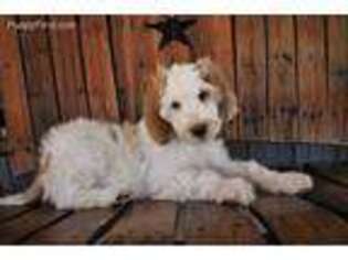 Goldendoodle Puppy for sale in Macedon, NY, USA
