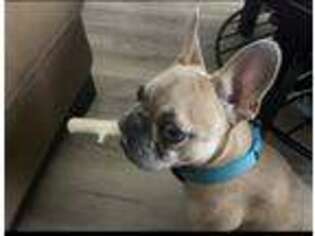 French Bulldog Puppy for sale in Manhattan Beach, CA, USA