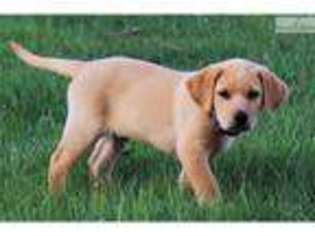 Labrador Retriever Puppy for sale in North Platte, NE, USA