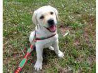 Labrador Retriever Puppy for sale in Jupiter, FL, USA