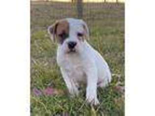 American Bulldog Puppy for sale in Stevens, PA, USA