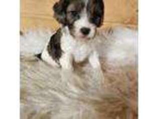 Cavapoo Puppy for sale in Ashwood, OR, USA