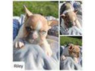 French Bulldog Puppy for sale in Mc Intire, IA, USA