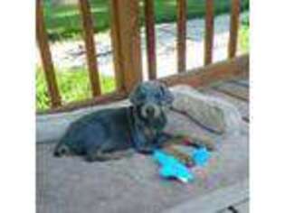 Doberman Pinscher Puppy for sale in Crestline, OH, USA