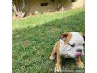Bulldog Puppy for sale in Glendora, CA, USA