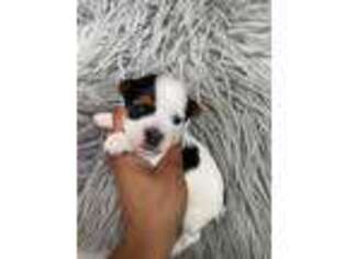 Yorkshire Terrier Puppy for sale in Dallas, GA, USA