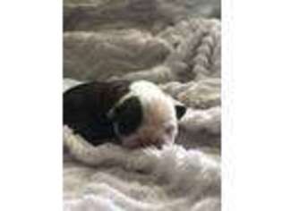 Bulldog Puppy for sale in Ringgold, GA, USA