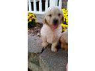 Golden Retriever Puppy for sale in Festus, MO, USA
