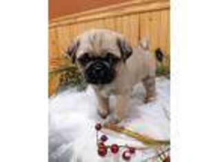 Pug Puppy for sale in Bedford, PA, USA