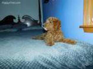 Goldendoodle Puppy for sale in Reading, MI, USA