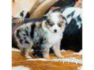 Miniature Australian Shepherd Puppy for sale in Greenbrier, AR, USA