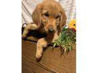 Golden Retriever Puppy for sale in Withee, WI, USA