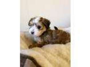 Havanese Puppy for sale in Columbia, TN, USA