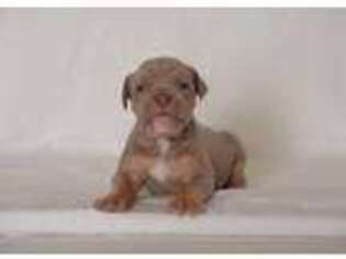 Olde English Bulldogge Puppy for sale in Honey Brook, PA, USA