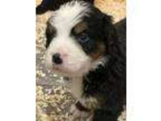 Bernese Mountain Dog Puppy for sale in Eden, VT, USA