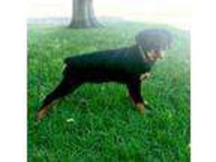 Rottweiler Puppy for sale in Ontario, CA, USA
