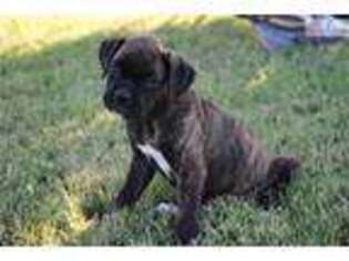 Boxer Puppy for sale in Abilene, TX, USA