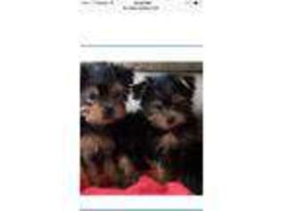 Yorkshire Terrier Puppy for sale in Merrillville, IN, USA