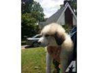Great Pyrenees Puppy for sale in NORTH LITTLE ROCK, AR, USA