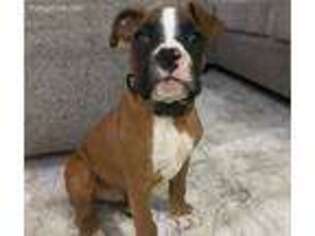 Boxer Puppy for sale in Staten Island, NY, USA