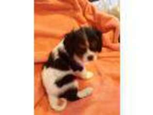 Cavalier King Charles Spaniel Puppy for sale in Hohenwald, TN, USA