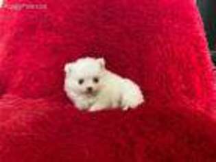 Pomeranian Puppy for sale in Bakersfield, CA, USA